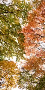 Nature,Branches,Bottom View,Trees,Autumn