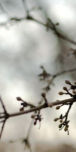 Branche,Un Rein,Reins,Branches,Source,Nature,Printemps