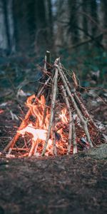 Nature,Branches,Fire,Bonfire,Campsite,Camping