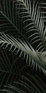 Feuilles,Planter,Plante,Branches,Nature