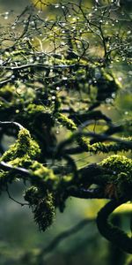 Nature,Branches,Moss,Drops