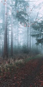 Brouillard,Branches,Nature,Forêt,Chemin