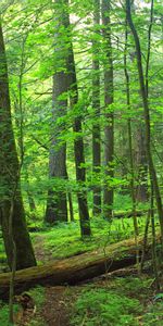 Nature,Branches,Path,Trees,Forest,Leaves