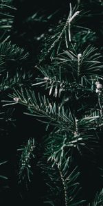 Nature,Branches,Spruce,Fir,Thorns,Prickles