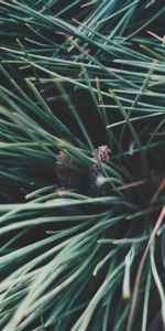 Nature,Branches,Épicéa,Sapin,Piquants,Les Épines