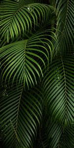 Nature,Branches,Tropical,Carved,Leaves,Plant