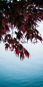 Nature,Eau,Feuilles,Branches