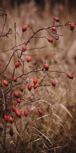 Nature,Briar,Bush,Barbed,Spiny