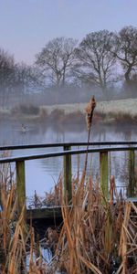 Nature,Matin,Pont,Brume,Étang