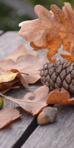 Nature,Bump,Cone,Acorn,Autumn,Foliage