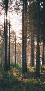 Nature,Bush,Beams,Rays,Forest