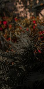 Nature,Bush,Blur,Smooth,Leaves,Fern