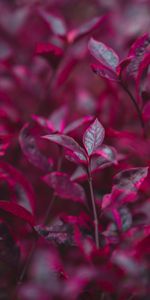 Nature,Bush,Branch,Leaves