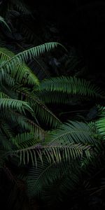 Nature,Bush,Branches,Fern,Plants