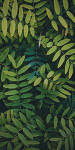 Nature,Bush,Branches,Plant,Leaves