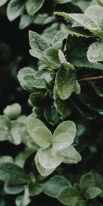 Nature,Bush,Drops,Leaves