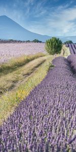 Naturaleza,Arbusto,Pendiente,Cuesta,Distancia,Campo,Dahl,Lavanda