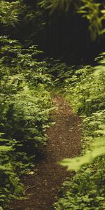 Nature,Bush,Forest,Greens,Path,Fern