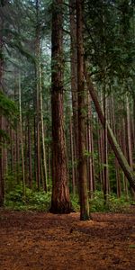 Nature,Bush,Forest,Pine