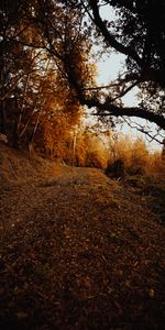 Naturaleza,Bosque,Cuesta,Pendiente,Árboles,Arbusto,Otoño