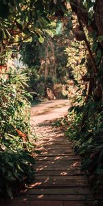 Nature,Bush,Path,Plants