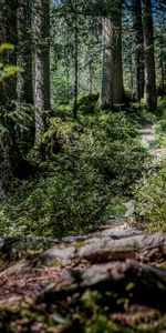 Nature,Forêt,Arbres,Buissons,Chemin