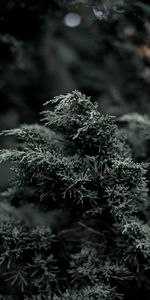 Nature,Bush,Plant,Branch,Needles,Evergreen,Juniper