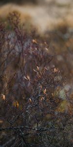 Nature,Plante,Branches,Buisson,Planter