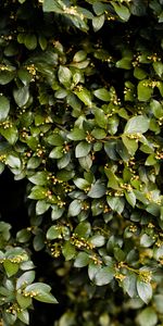 Nature,Bush,Plant,Branches,Leaves