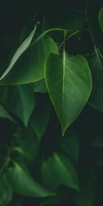 Nature,Bush,Plant,Leaves,Dark