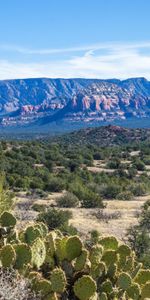 Nature,Bush,Rocks,Prairie,Cactuses,Canyon