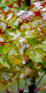 Feuilles,Couvert De Neige,Snowbound,Circulation Sanguine,Nature,Veines,Buisson