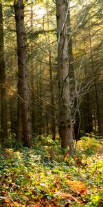 Arbres,Forêt,Buissons,Feuillage,Nature