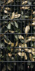 Nature,Bush,Trellis,Leaves,Lattice