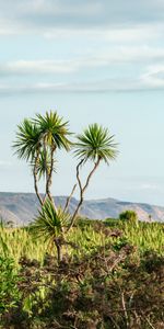 Nature,Bush,Wood,Tree,Palm,Dahl,Mountains,Distance