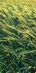 Nature,Cereals,Barley,Field