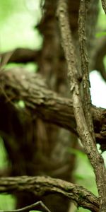 Chaînes,Bois,Arbre,Branches,Sinueux,Enchaîne,Nature,Vieux,Vieille