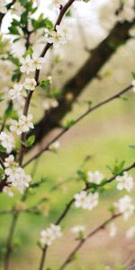 Naturaleza,Cereza,Floración,Florecer,Primavera,Jardín