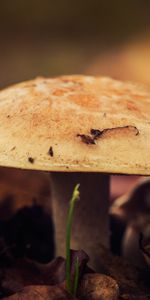 Nature,Fermer,Feuillage,Gros Plan,Champignon,Automne