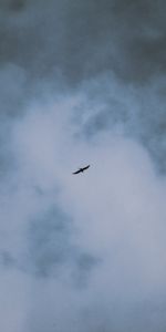 Nature,Clouds,Bird,Flight,Wings