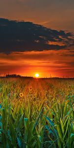 Nature,Clouds,Field,Sunset