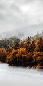 Nature,Clouds,Fog,Trees,Autumn,Forest