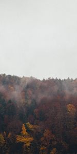 Nuages,Forêt,Nature,Automne