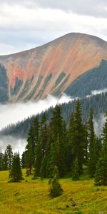 Naturaleza,Montañas,Nubes,Bosque,Abeto,Niebla