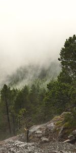 Nuages,Roches,Brouillard,Arbres,Les Rochers,Forêt,Nature