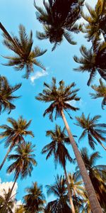 Nature,Clouds,Palm,Bottom View