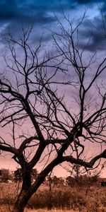 Nature,Clouds,Tree,Sunset,Wood,Autumn,Landscape