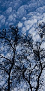 Nature,Clouds,Wood,Tree,Branches