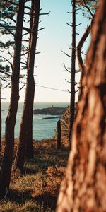 Nature,Arbres,Côte,Mer,Paysage