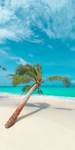 Nature,Coast,Palm,Leaves,Tropical,Beach